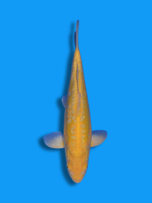 Doitsu Karashigoi | Koi&Co.